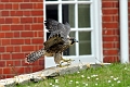 15 06 13_3804_edited-2